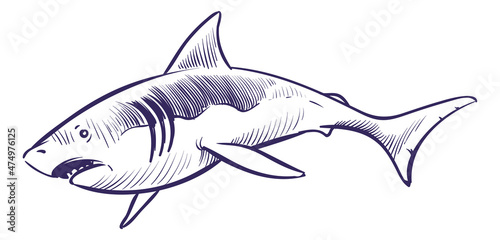 Shark in hand drawn style. Ocean predator sketch