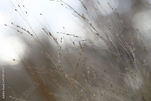 Slika na platnu tall grasses blowing in the wind on an autumn morning