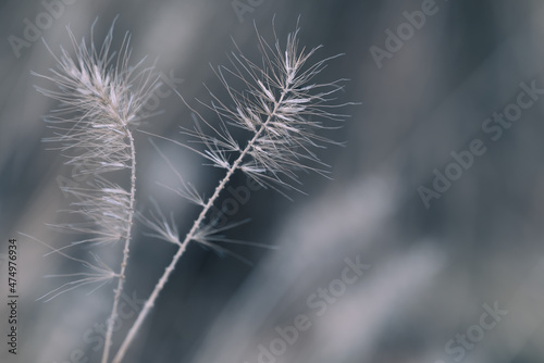 closeup of two tall grasses with white offshoots creating an abstract pattern against a blue-toned background