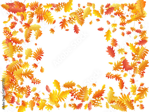 Wallpaper Mural Oak, maple, wild ash rowan leaves vector, autumn foliage on white background. Torontodigital.ca