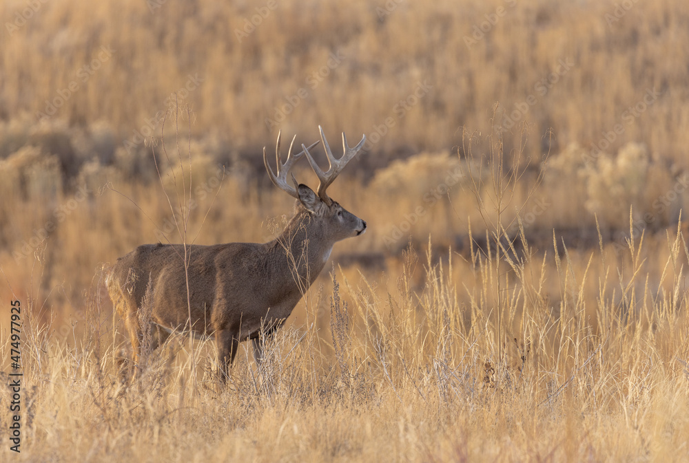 Buck Whitetail Deer During the Rut in Colorado in Autumn Buck Whitetail Deer During the Rut in Colorado in Autumn