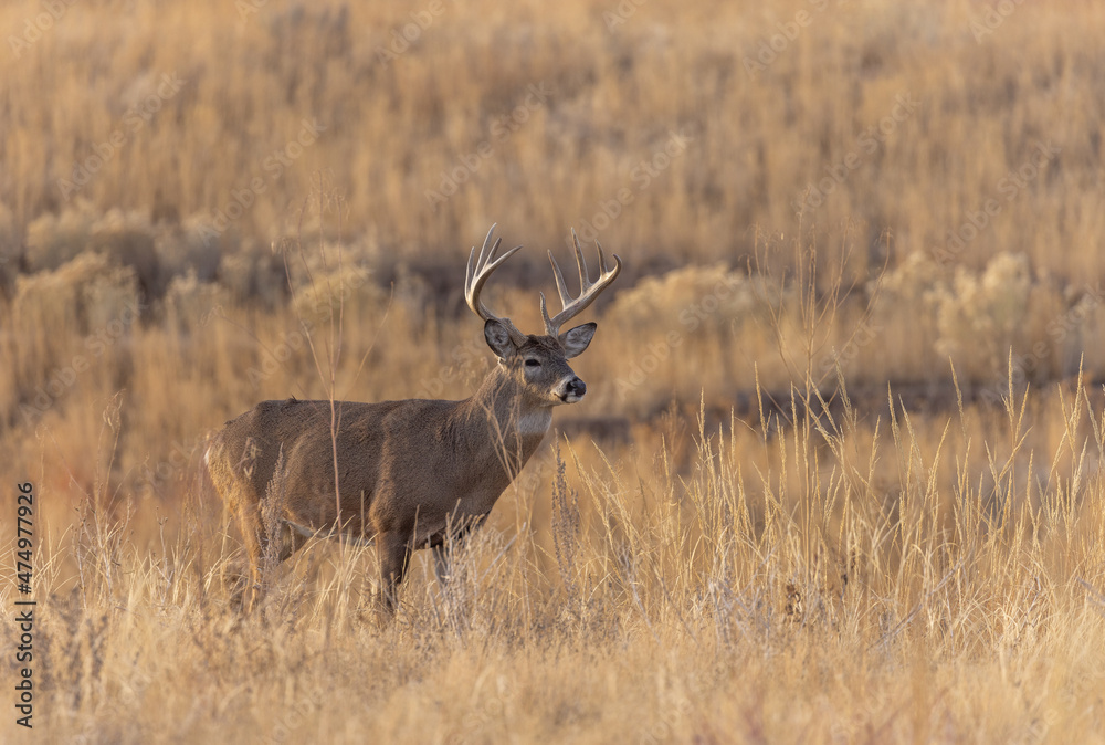 Buck Whitetail Deer During the Rut in Colorado in Autumn Buck Whitetail Deer During the Rut in Colorado in Autumn