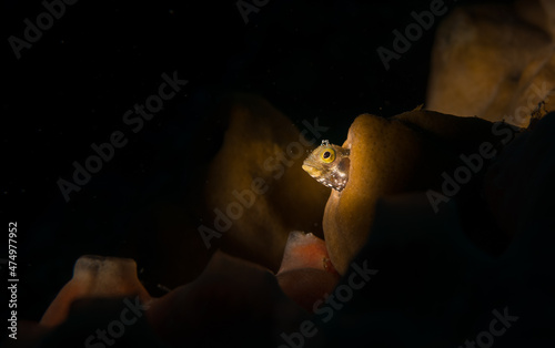 Secretary Blenny (Acanthemblemaria maria) looks out from its hole on the reef off the Dutch Caribbean island of Sint Maarten photo