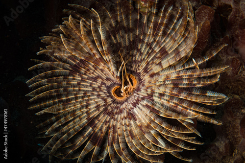 Feather duster worm  Sabellastarte spectabilis  lights up the reef off the Dutch Caribbean island of Sint Maarten