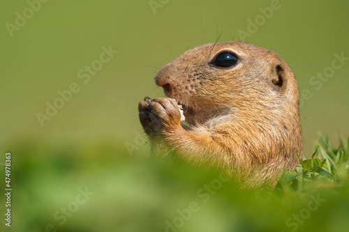 Wild Ground squirrel in the green field during feeding , photographed very close