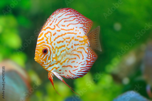 Discus fish Symphysodon in aquarium
