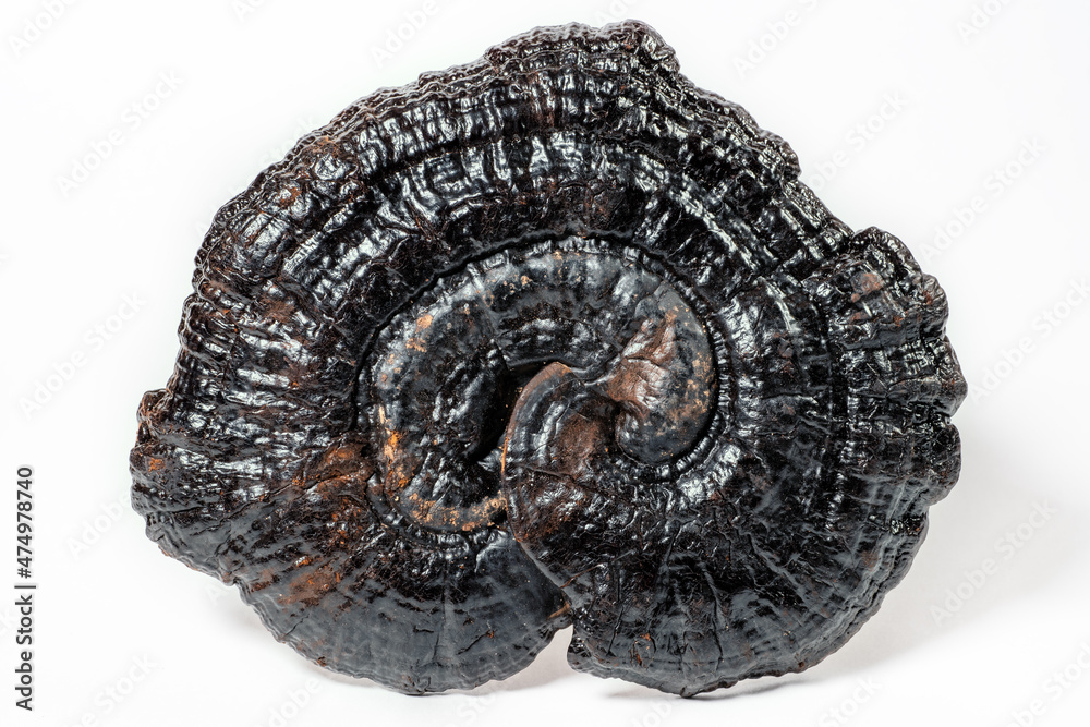 Dried Lingzhi or Ganoderma Lucidum or Reishi mushroom on white. Asian herbs for health. Dried Lingzhi or Ganoderma Lucidum or Reishi mushroom on white. Asian herbs for health.