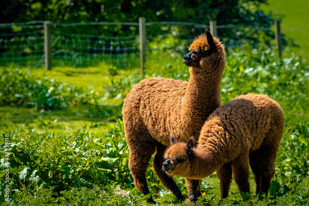 Alpaca's in an unlikely place, farmers field, Blackburn, Lancashire