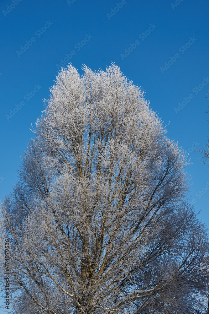 Winter magic. After the thaw, frost struck and the trees were covered with frost. Winter magic. After the thaw, frost struck and the trees were covered with frost.