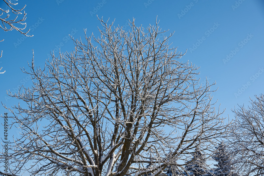 Winter magic. After the thaw, frost struck and the trees were covered with frost. Winter magic. After the thaw, frost struck and the trees were covered with frost.