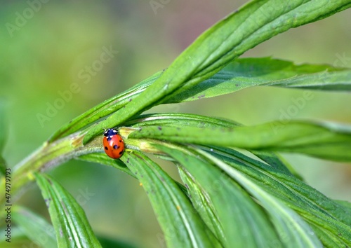Marienkäfer auf grünen Blätter © Peter