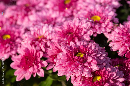 Pink chrysanthemum flowers in bloom