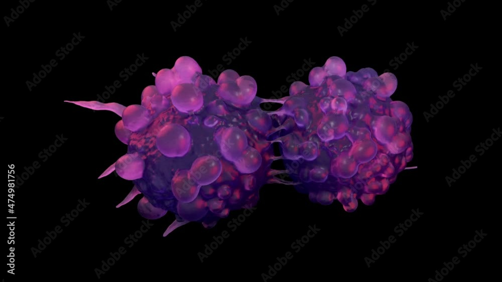 Dividing bladder cancer cells Dividing bladder cancer cells