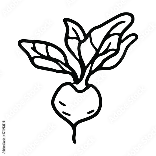 Beetroot in doodle style. Isolated vector.