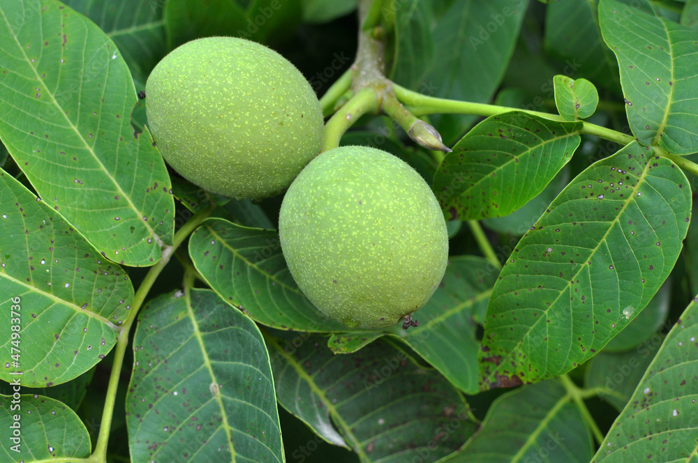 On a tree branch is a walnut that ripens with a green shell On a tree branch is a walnut that ripens with a green shell