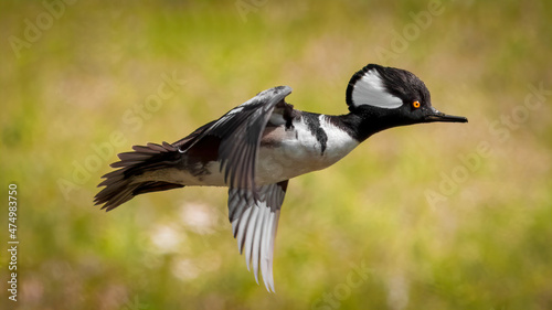 Male hooded merganser - Lophodytes cucullatus - with orange eye flying close up over prairie head feather detail, green blur background photo