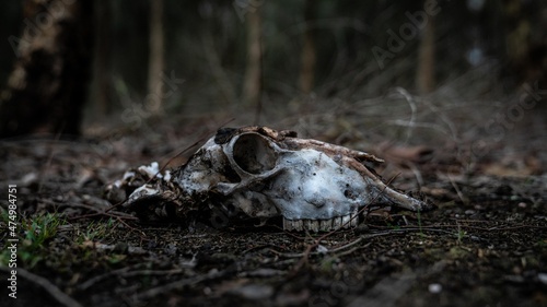 Sheep skull in forest