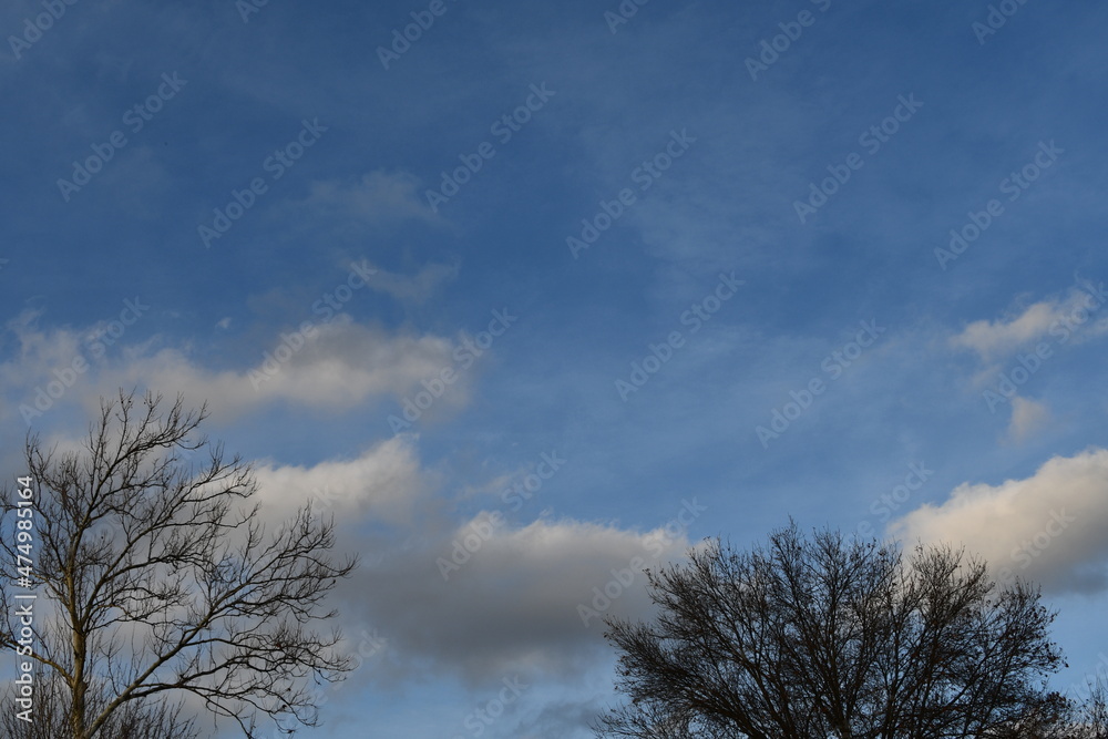 Clouds in a Blue Sky Over Trees