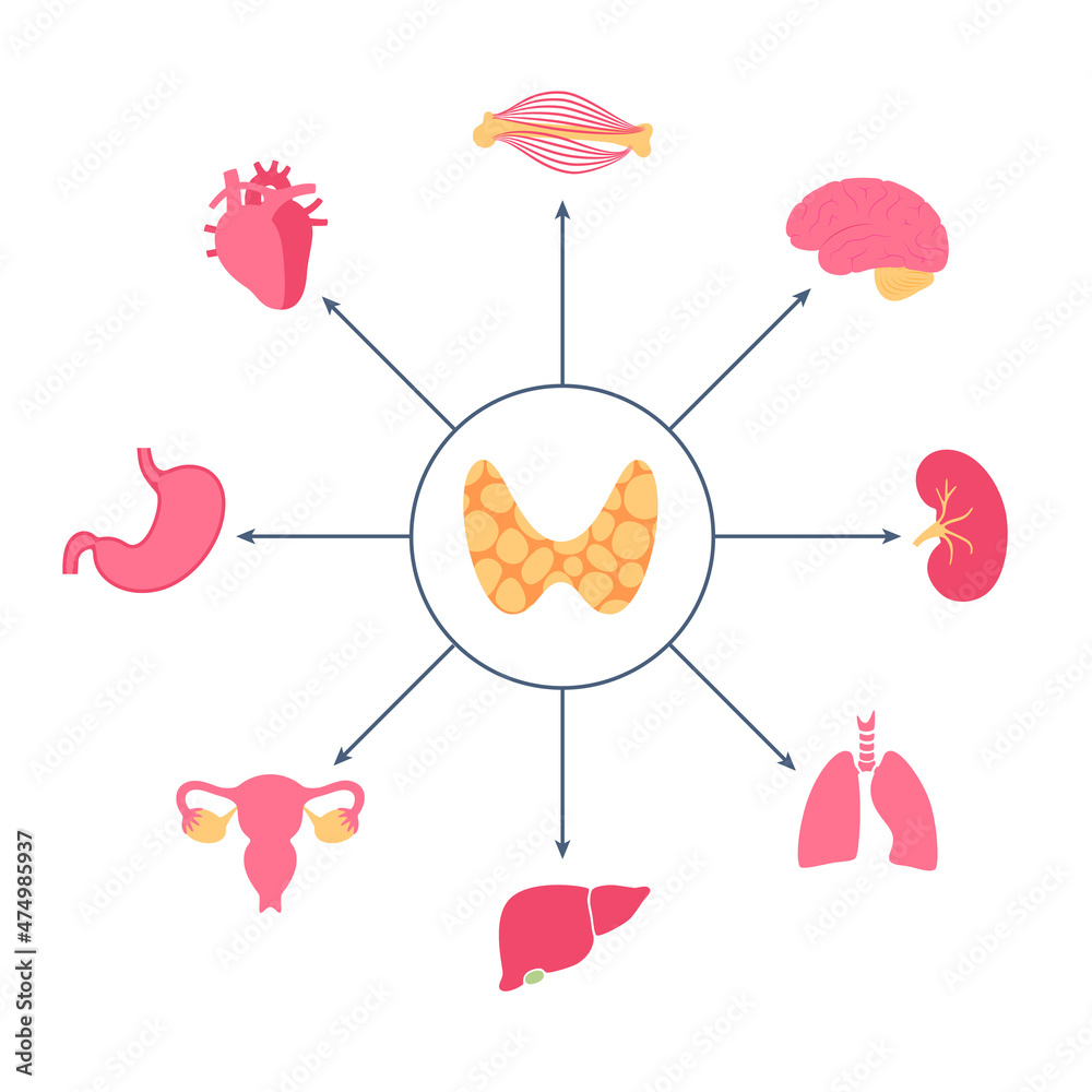 Thyroid hormones diagram Thyroid hormones diagram