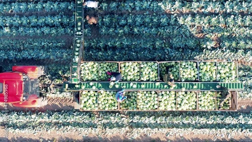 Farmers are using combine conveyor to sort cabbage photo