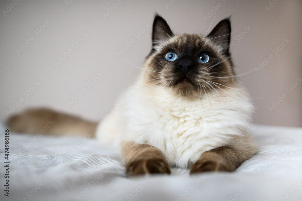 funny ragdoll cat portrait indoors