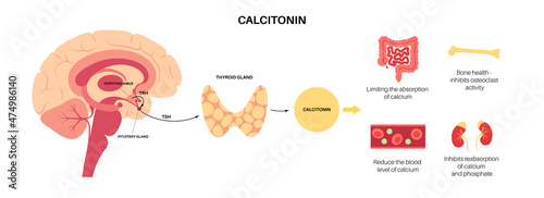 calcitonin thyroid hormone photo