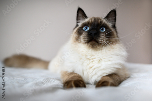 Obraz na plátne funny ragdoll cat portrait indoors