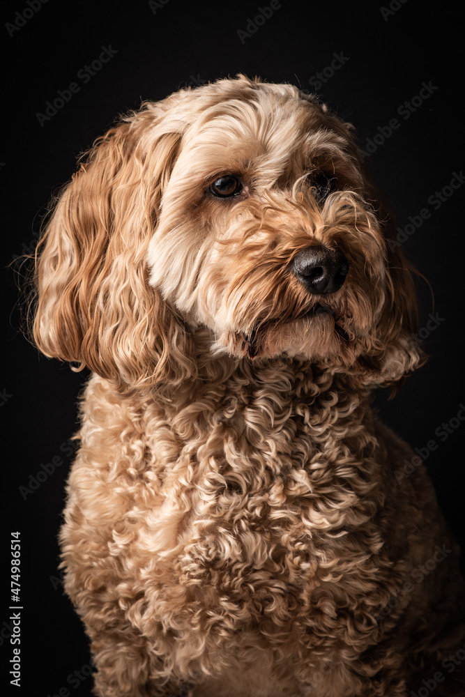 Portrait of a Cockapoo Portrait of a Cockapoo