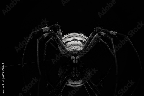 Fototapeta Close Up Of Yellow Backed Spider