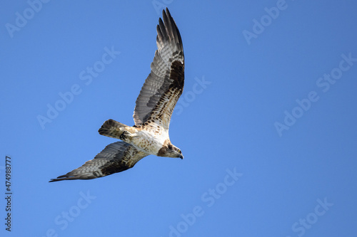 Osprey flying against clear sky