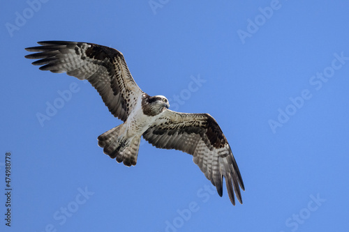 Osprey flying against clear sky