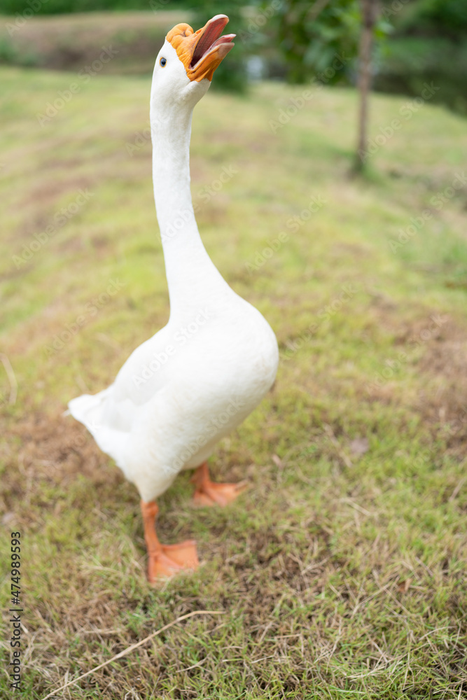 goose farming, animal living in nature farm, white goose bird or big duck with feather goose farming, animal living in nature farm, white goose bird or big duck with feather