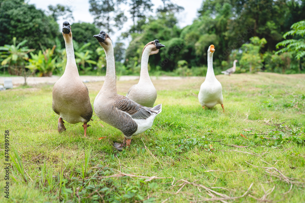goose farming, animal living in nature farm, white goose bird or big duck with feather goose farming, animal living in nature farm, white goose bird or big duck with feather