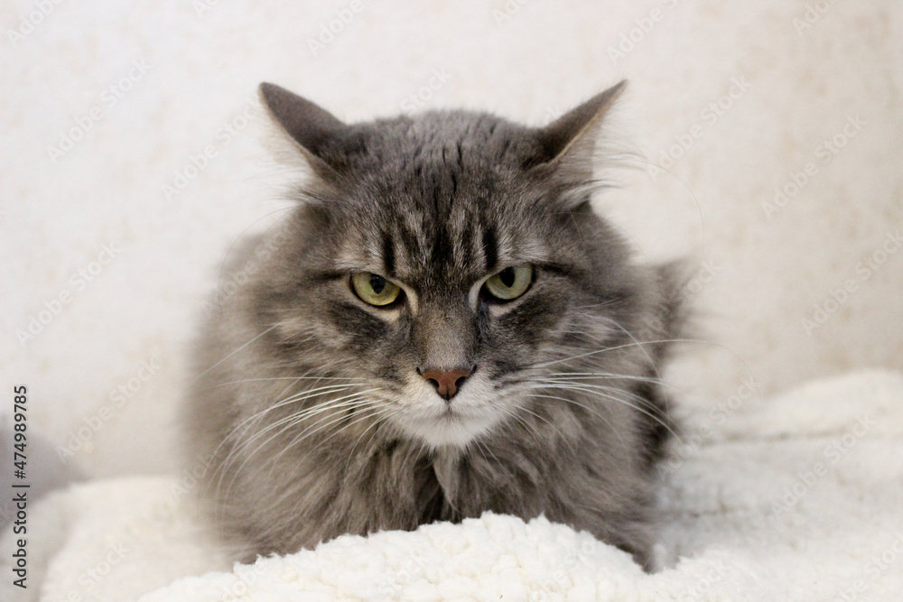 Adult domestic grey cat lay on soft plaid.Young cat sitting in home interior and looking seriously front.Image for veterinary clinic,page about cats,web shop,advertising,banner,brochure.World Cat Day.