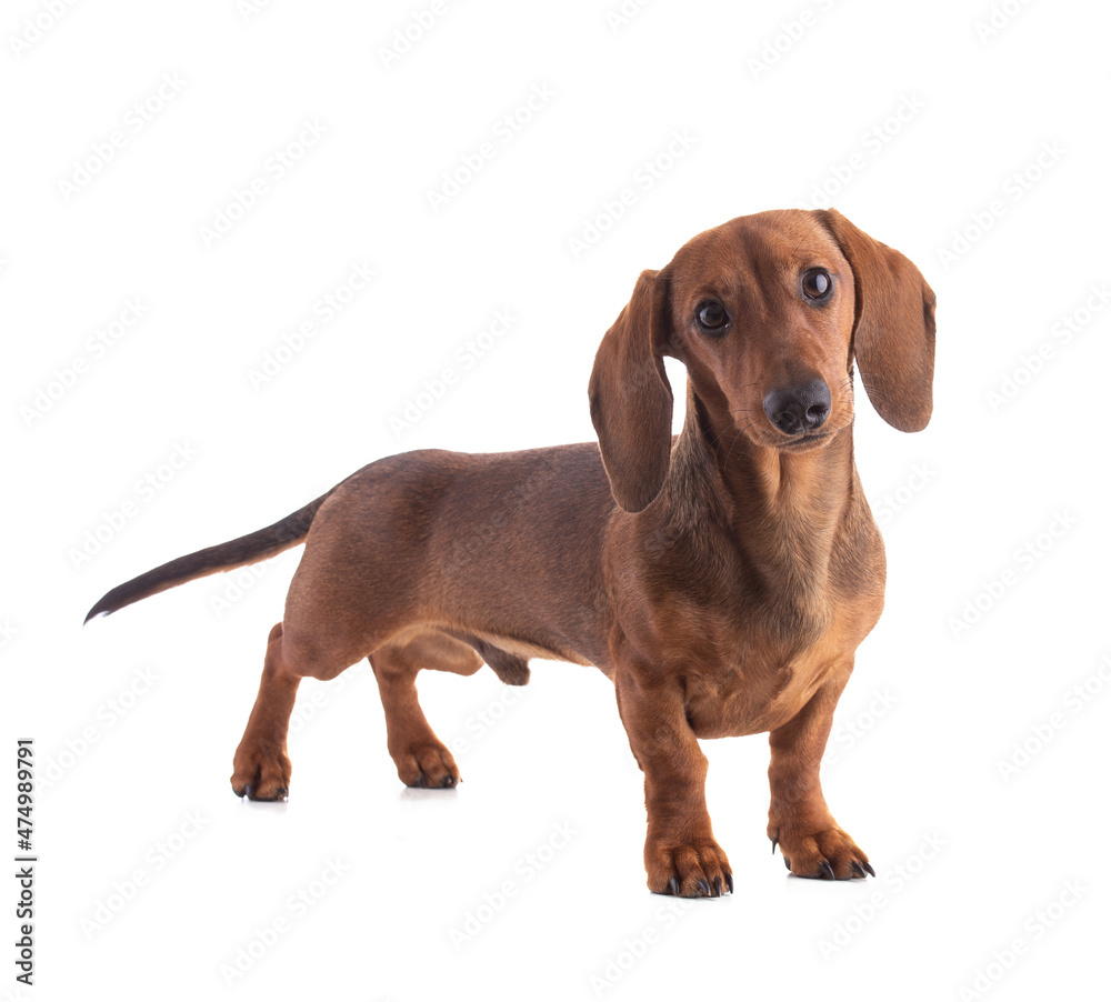 Dachshund, sausage dog, looking straight ahead