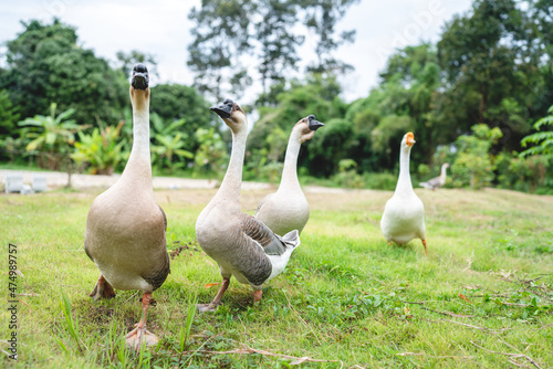 goose farming, animal living in nature farm, white goose bird or big duck with feather
