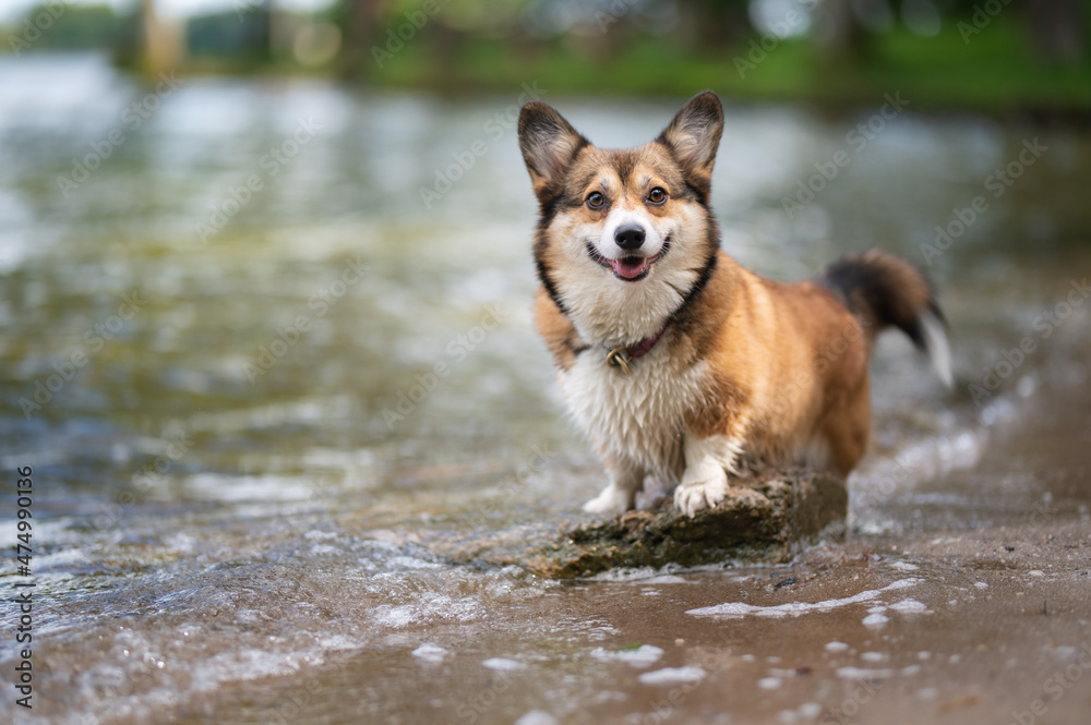 Happy welsh corgi pembroke dog by the water
