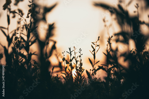 green plant with nature lea...