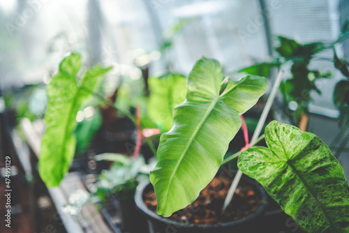 green plant with nature lea...