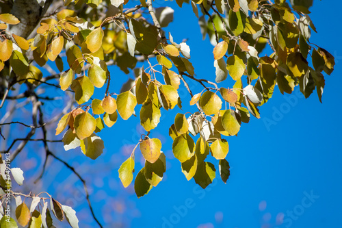 White Poplar Populus alba yellow leaves during Autumn season