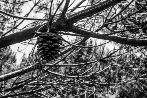 Pomme de pin dans l'arbre