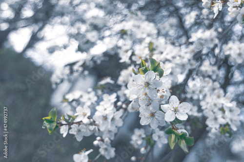 Blooming plum tree branch. Photo in cold colors.