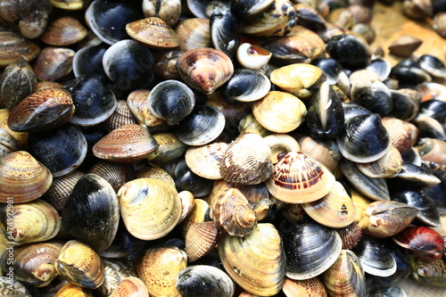 Seafood blue clams
