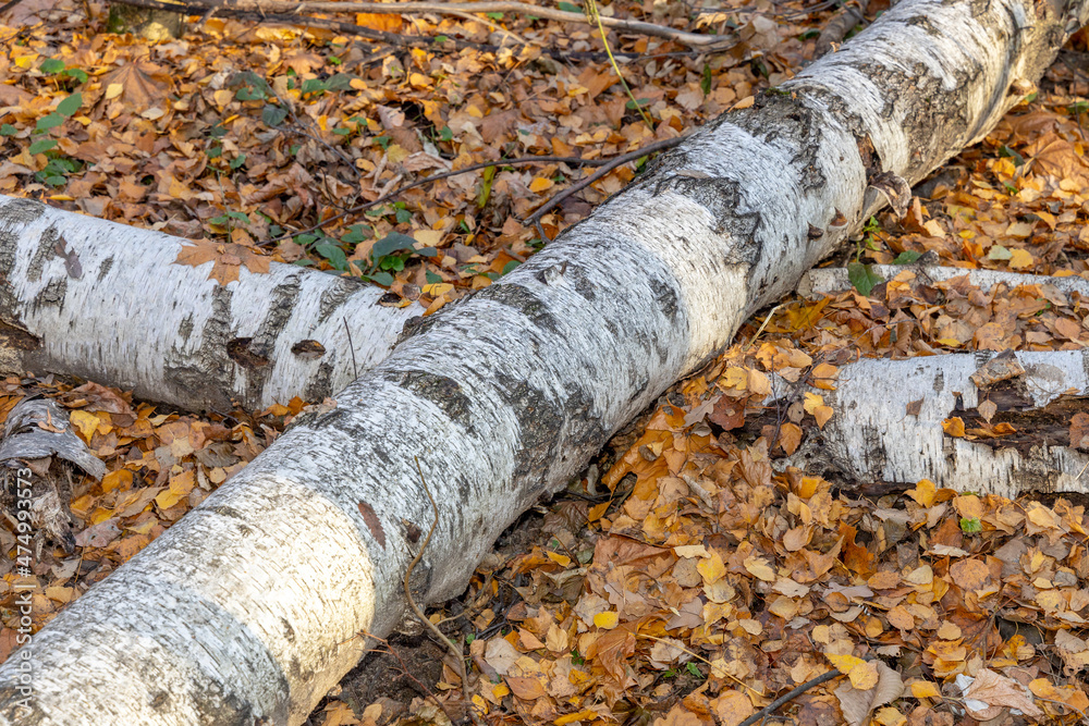 Fallen birches in the autumn forest. Consequences of a storm or hurricane. Fallen trees on yellow foliage. Old forest Fallen birches in the autumn forest. Consequences of a storm or hurricane. Fallen trees on yellow foliage. Old forest