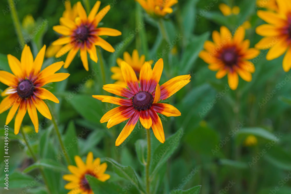 Black-eyed Susan in bloom in the garden, floral background. Black-eyed Susan in bloom in the garden, floral background.