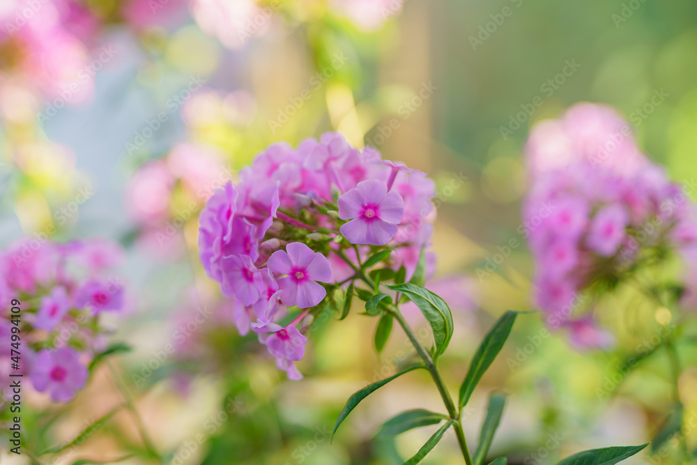 Pink phlox (Phlox paniculata) blooms in the summer garden. Fall phlox close up in bloom Pink phlox (Phlox paniculata) blooms in the summer garden. Fall phlox close up in bloom