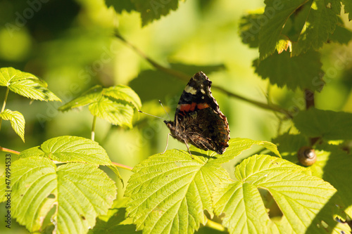 Butterfly perched on a branch in summer
