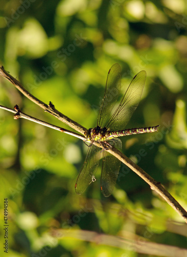 In the summer a dragonfly sat on a branch