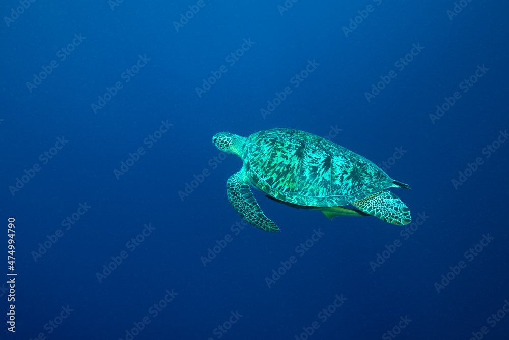 Obraz premium Tartaruga Verde mentre nuota nell'oceano
