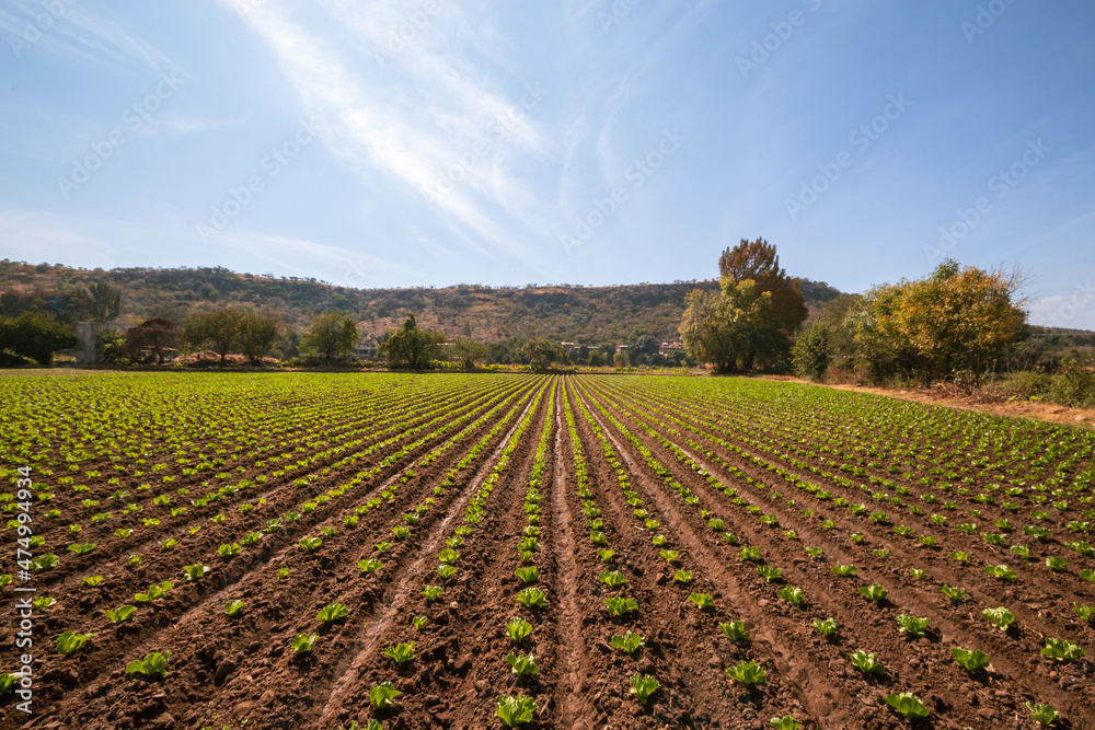 lettuce crop fields